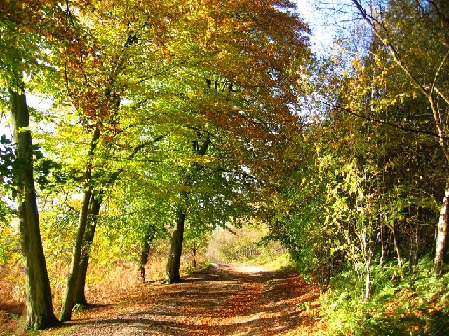 A woodland path in autumn in the Cheshire countryside