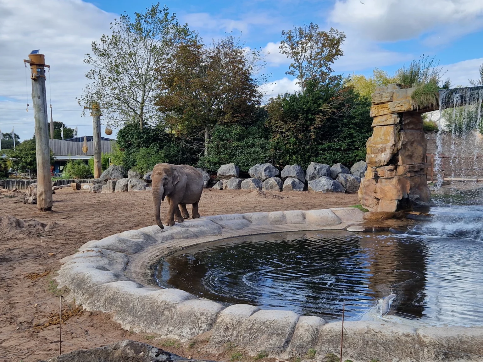 An elephant beside a pool at Chester Zoo